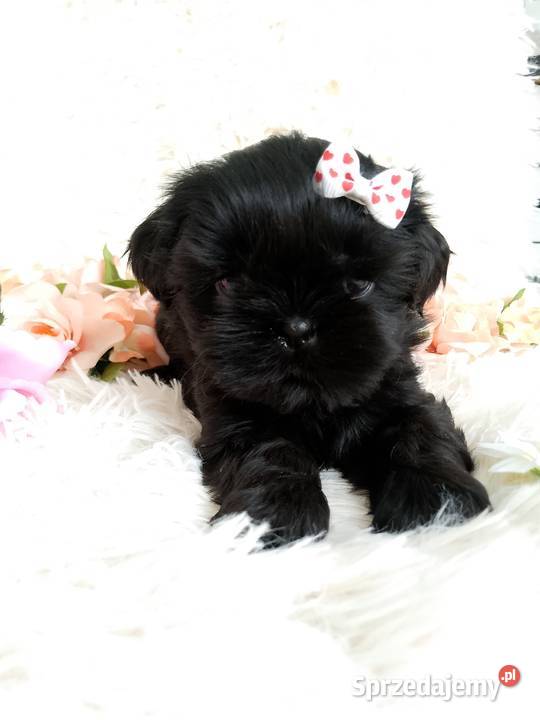 Gotowa do odbioru śliczna suczka rasy ShihTzu opolskie Namysłów