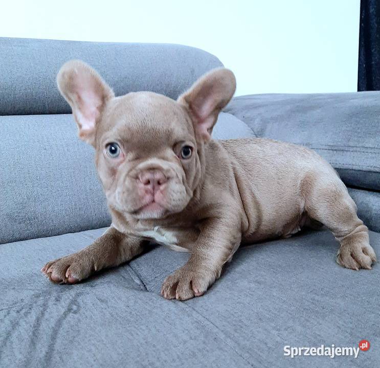 Buldog francuski pies isabella