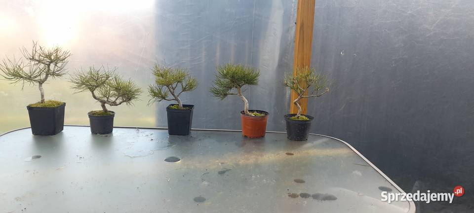 Sosna czarna sadzonki