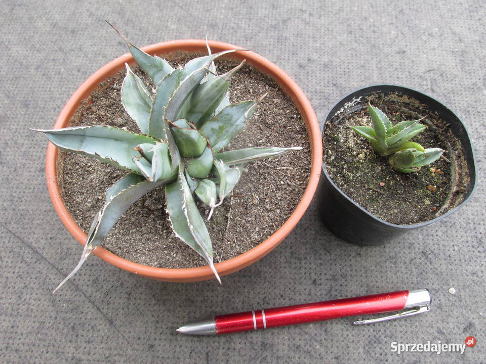 Unikatowa miniaturowa agawa agave titanota Kraków