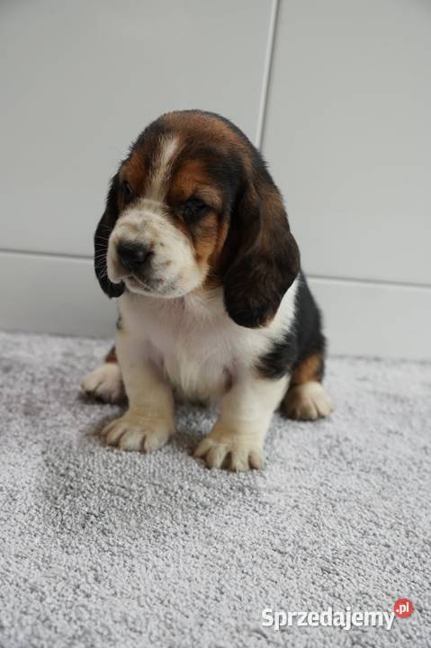 Basset hound szczeniak Grabów nad Prosną