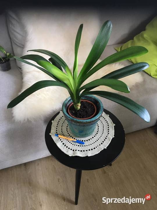 kliwia roślina kwitnąca mazowieckie Warszawa