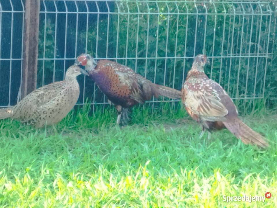Sprzedam młode bażanty polne Kalisz sprzedam