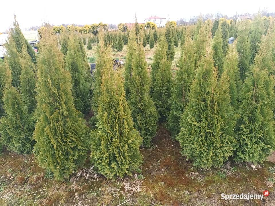 Tuja szmaragd 150170 30 sztuka dowozimy sadzimy Bielsko-Biała