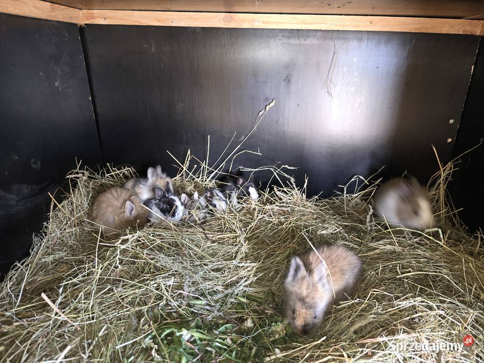 Króliki miniaturki Gryzonie zachodniopomorskie