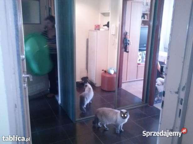 M3 Radogoszcz Zachód papa Łódź