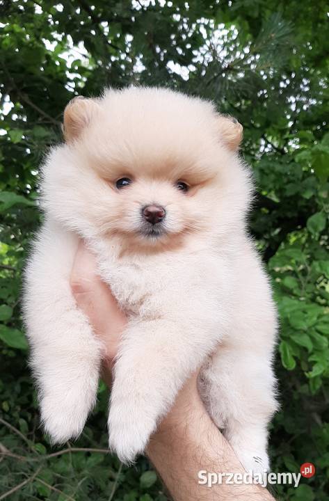 Szpic miniaturowy pomeranian dziewczynka łódzkie
