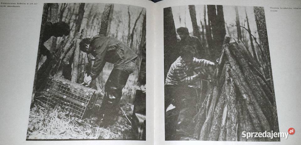 Kampinoskie bobry Piotr Topiński Chełm