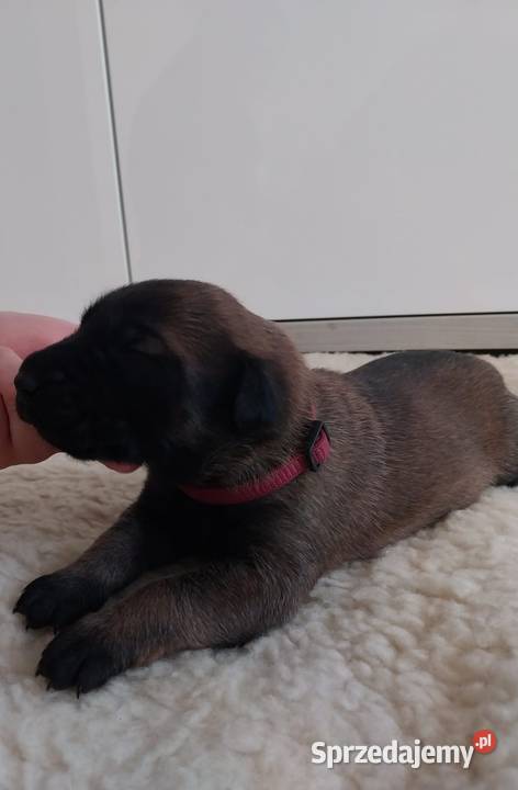 Rezerwacja pieska owczarka belgijskiego Malinois Zwierzęta