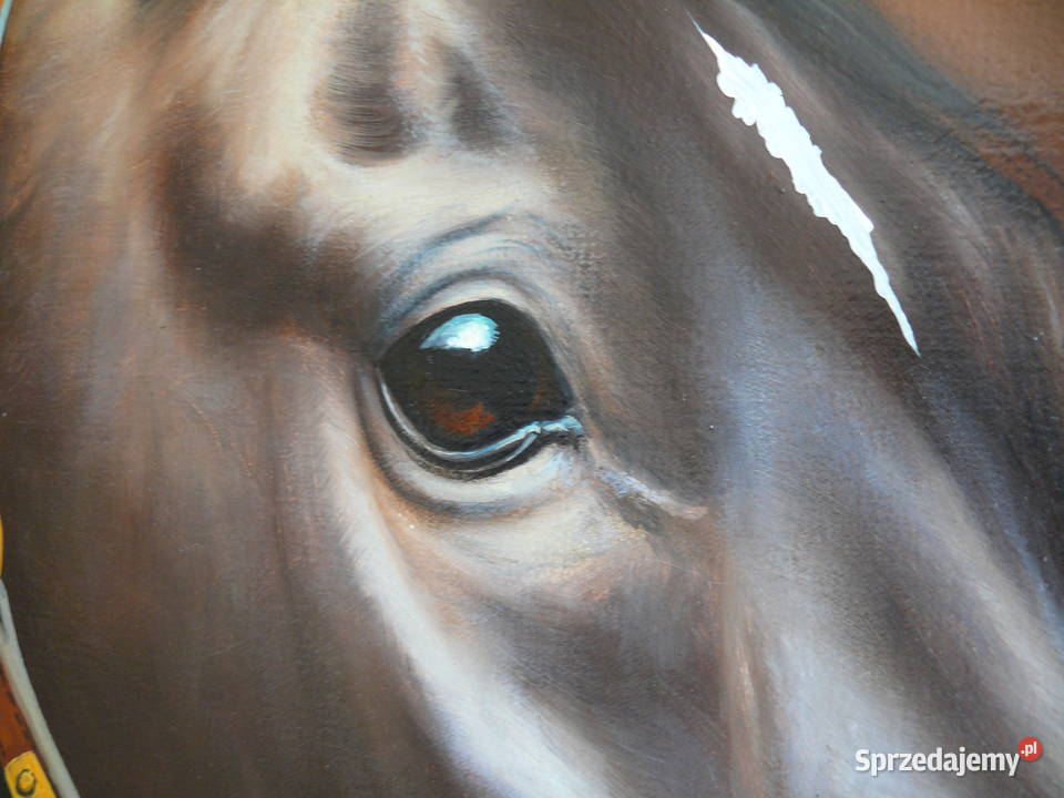 Portret konia A Tyszkiewicz