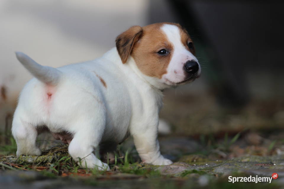 Piesek Jack Russell Terrier krótkowłosy Jack Russell Terrier Delastowice sprzedam