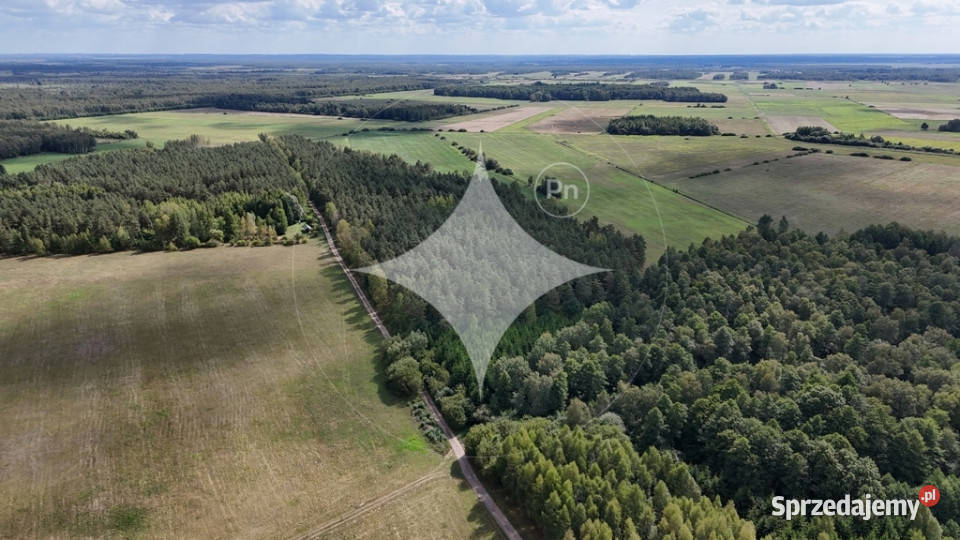 50letni Las Brzoza Sosna Gmina Rajgród Sprzedaż