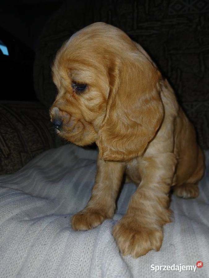 Śliczne Szczenięta Cocker Spaniel Angielski Cocker Spaniel sprzedam