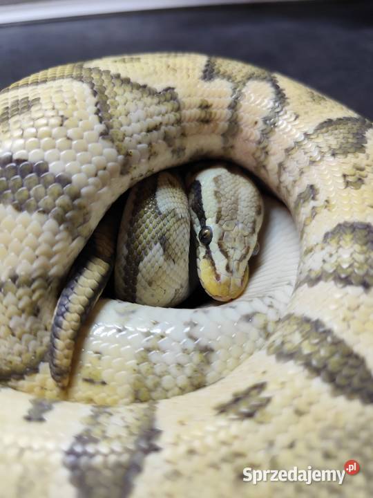 Firefly Hypo Pruszków