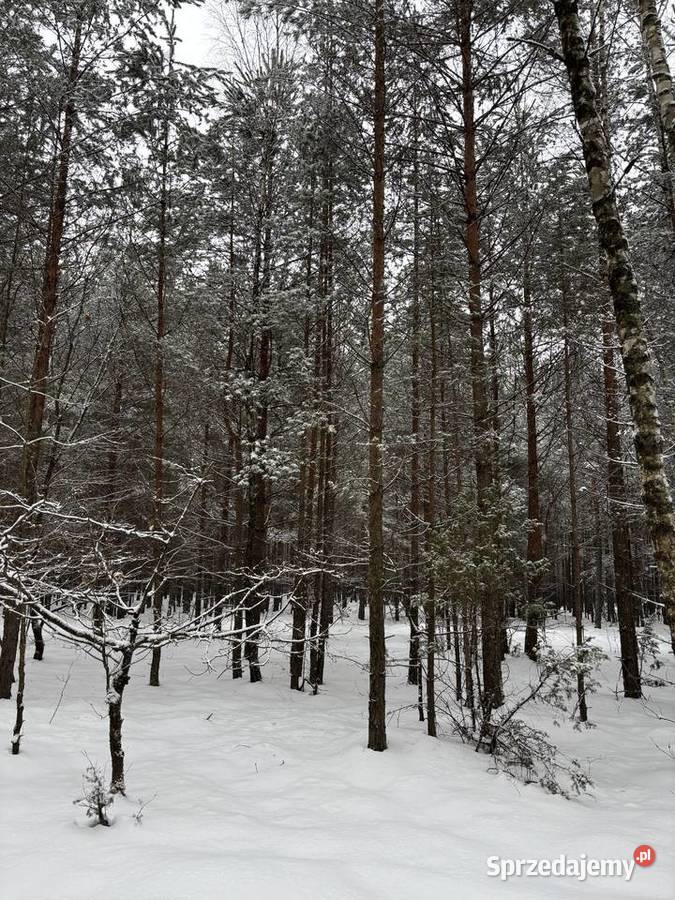 las działka leśna Nadrzecze k Biłgoraja część