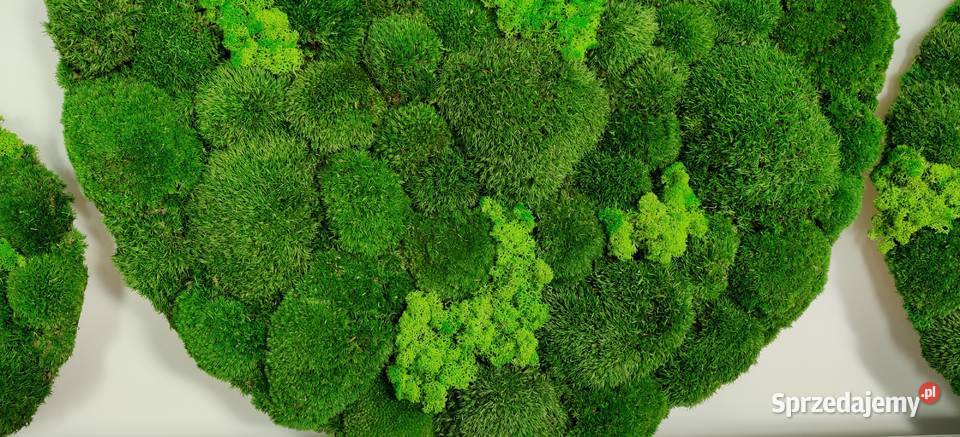 Trzy okrągłe obrazy śr 705030 ogród wertykalny Dekoracje i ozdoby Kraków sprzedam