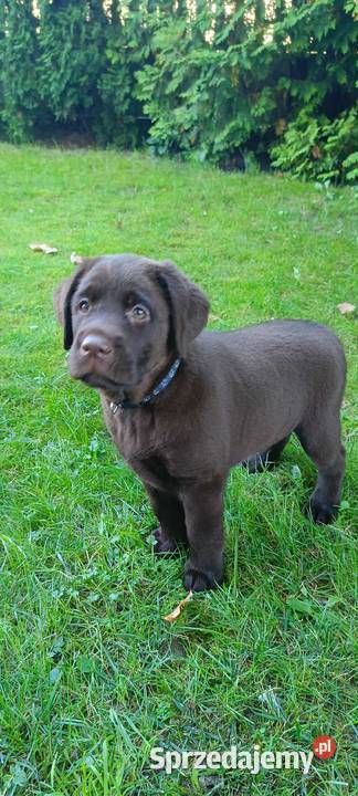 Labrador Retriever Czekoladowa Suczka ZkwpFCI Labrador Dąbrowa Tarnowska sprzedam