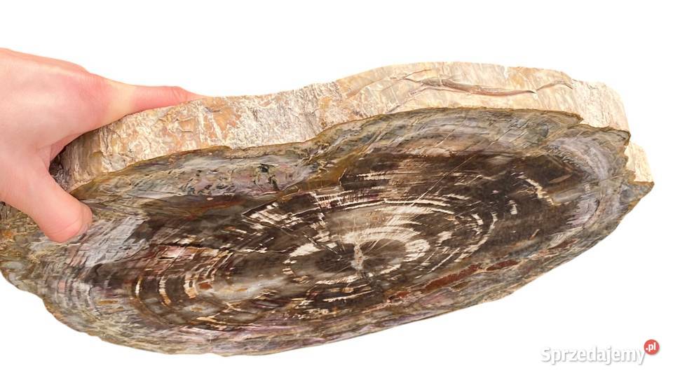 Wielkie skamieniałe drewno Madagaskar 46 x 39 zachodniopomorskie Gryfice
