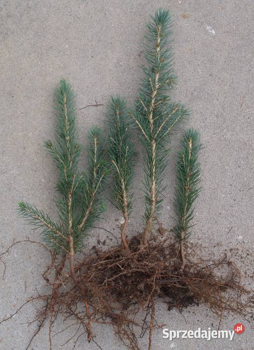 Sosna Aristata oścista siewki sadzonki kopane z Rośliny Kępno sprzedam