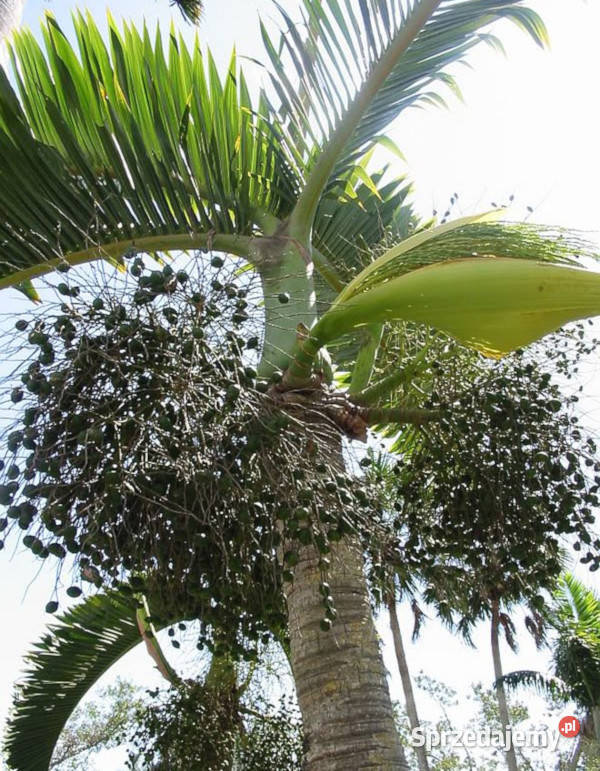 HIOFORBA BUTELKOWA Hyophorbe lagenicaulis Lubanie