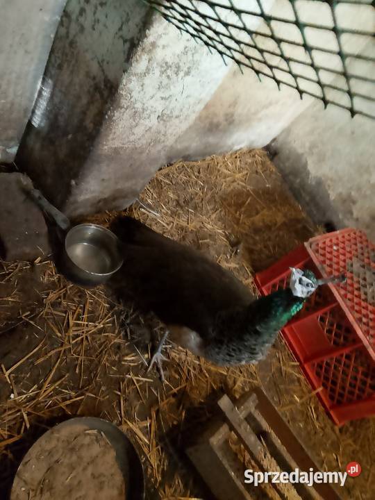 Sprzedam pawia wielkopolskie Mikstat