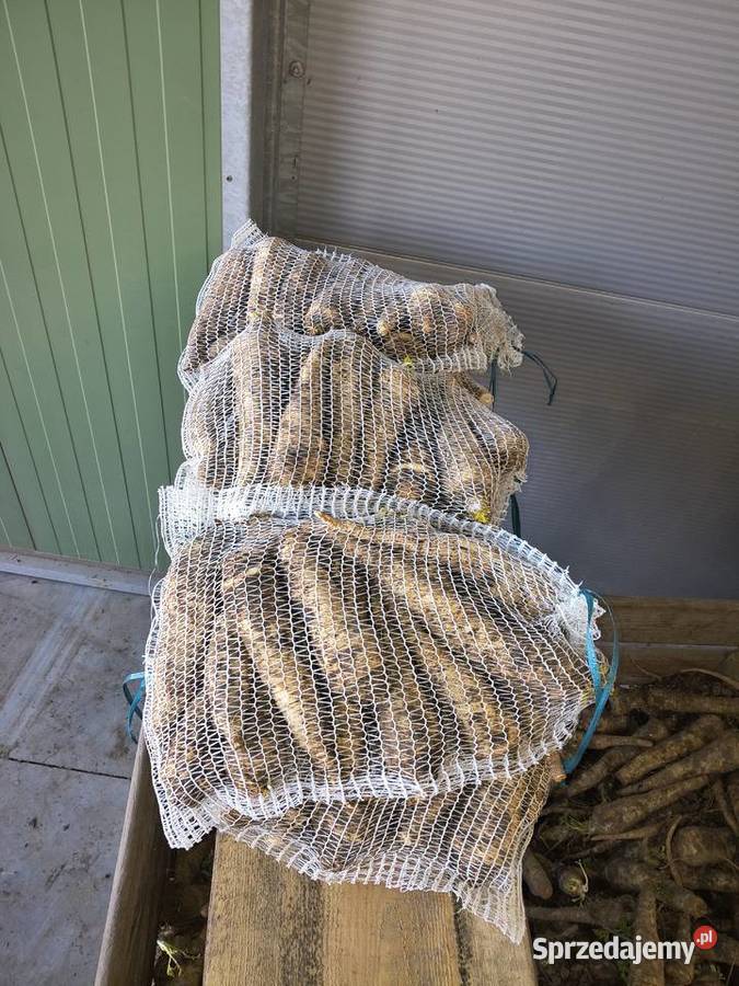 Pietruszka seler Strachanów sprzedam