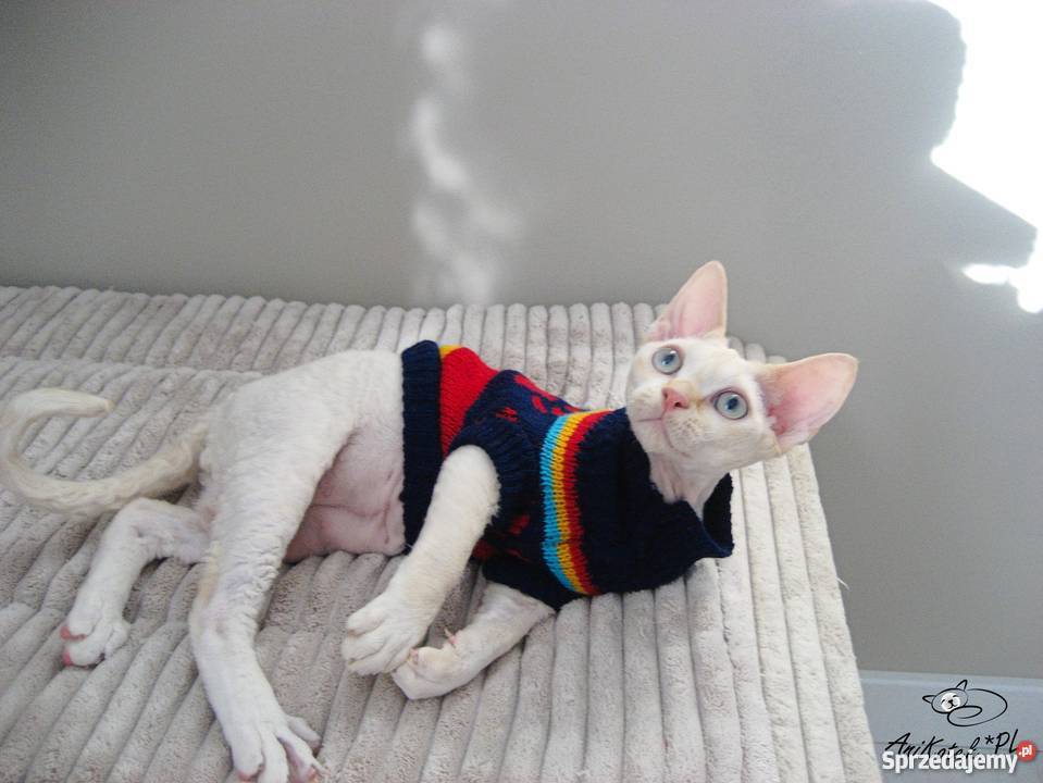 DEVON REX kocurek CHAMPIONACH Kielce