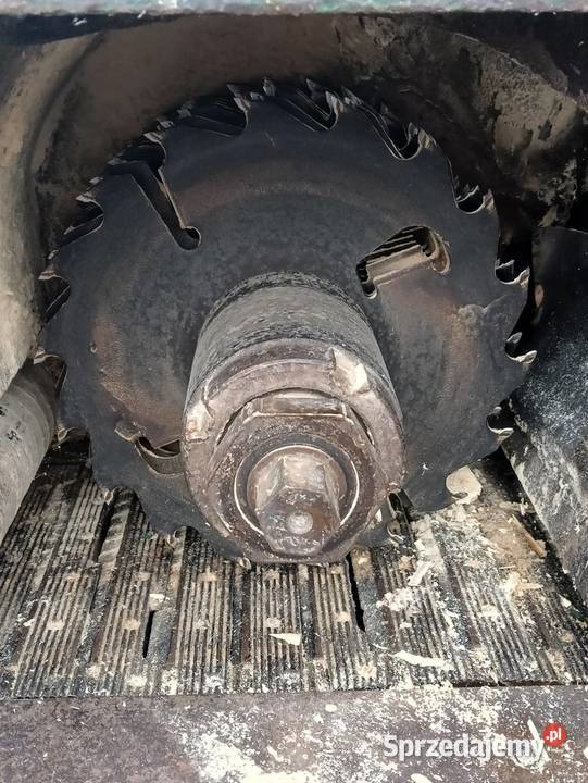 Wielopiła gąsienicowa zakłady leśnictwa Wejherowo