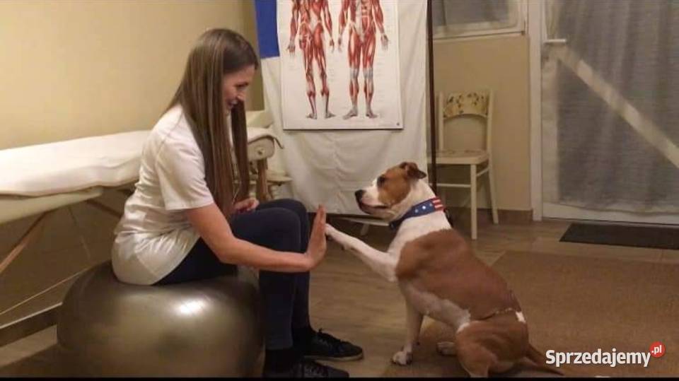 Amstaff American Staffordshire Terrier ZKwP FCI sprzedam