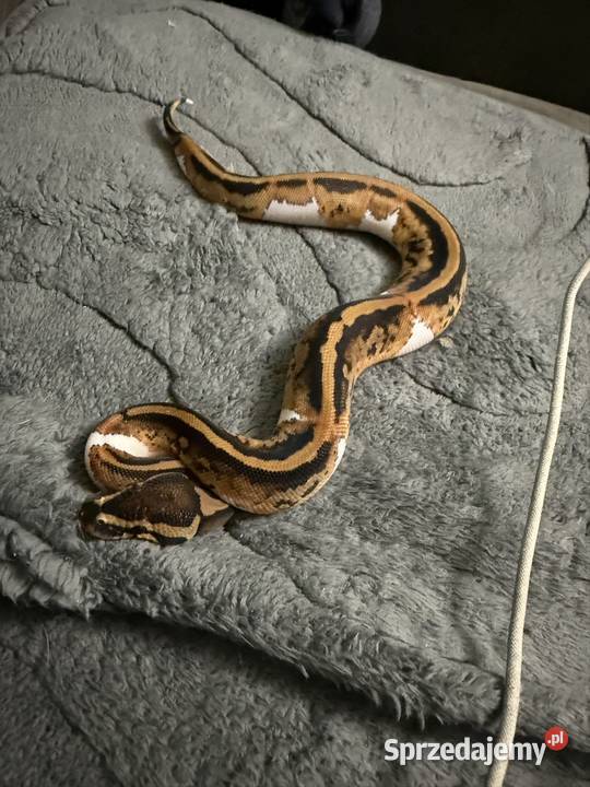 Pythony królewskie Piebald het clown Bogatynia