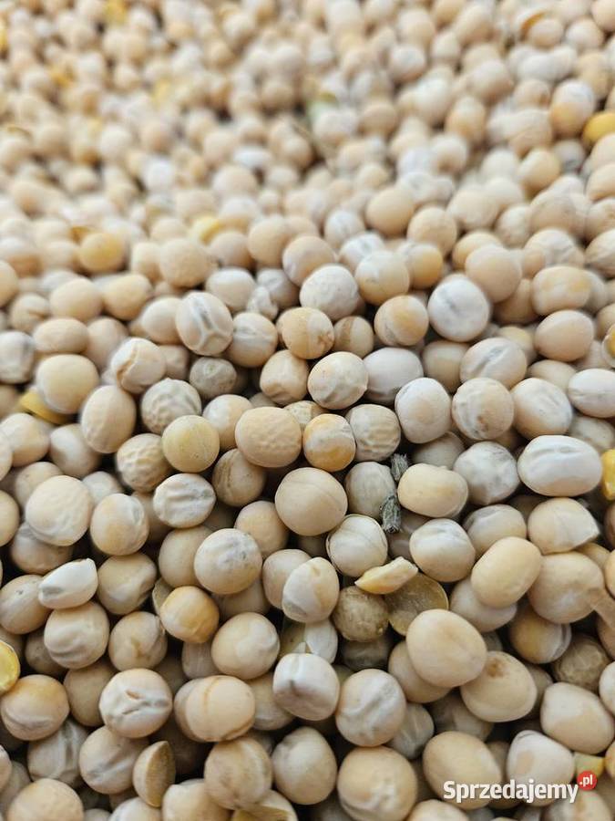 Groch astronaute na poplon łubin Kłopoty-Stanisławy