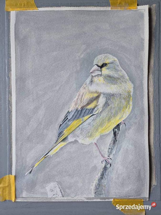 Dzwoniec ptak polski w akwareli artysty na Brzesko