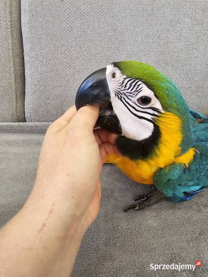 Ara ararauna Ptaki Gryfino