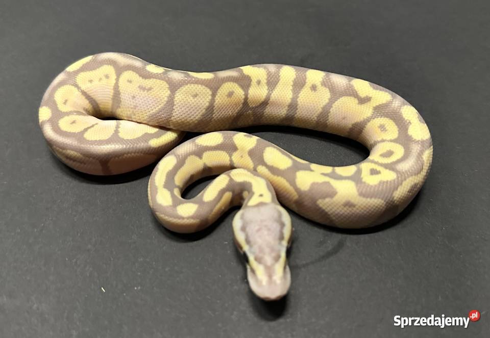 Pyton Regius Banana Pastel kujawsko-pomorskie