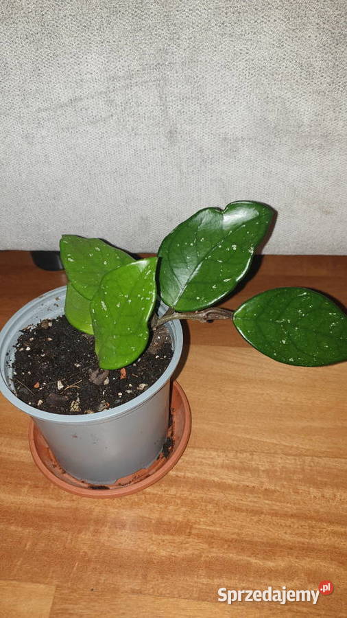 Hoya hoja kwiat rosnący 1 Kaktusy i sukulenty mazowieckie