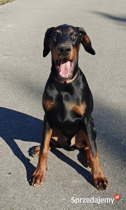 Newton Championie stabilny inteligentny z lubelskie Lublin sprzedam