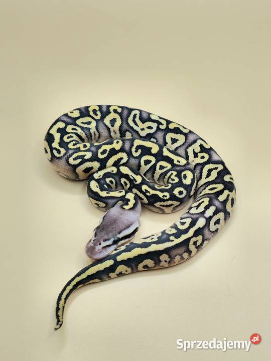 Python Regius 2026 Bytom