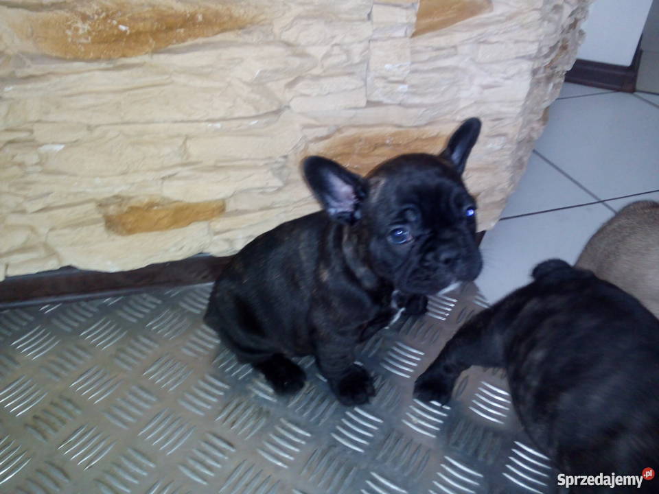 szczenieta Buldog Francuski wielkopolskie Konin