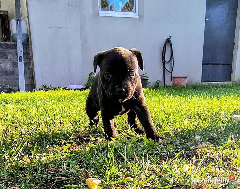 Staffordshire bull terrier Przysucha sprzedam