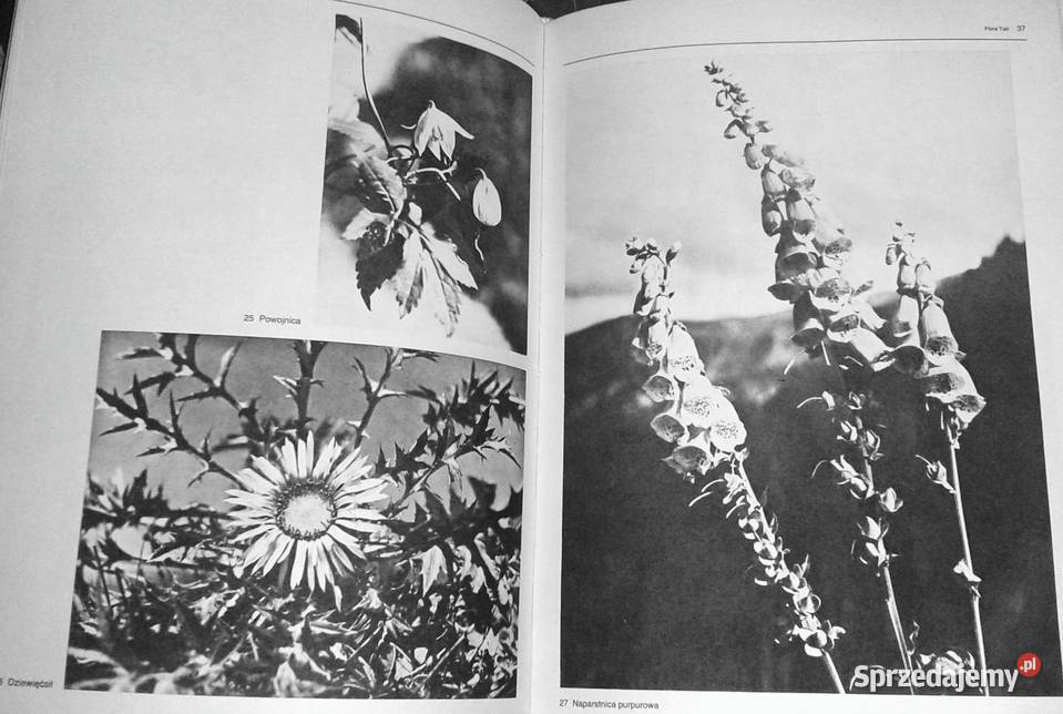 Film i fotografia Włodzimierz Puchalski Chełm