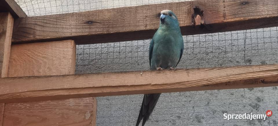 Sprzedam papugi faliste modrolotki wielkopolskie Łęka Opatowska