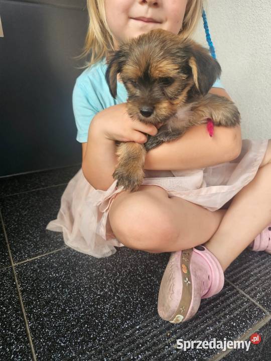 York terrier chłopczyk łódzkie Chróścin sprzedam
