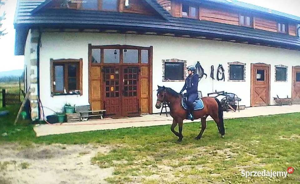 Sprzedam Kuc 12 lat Kielce