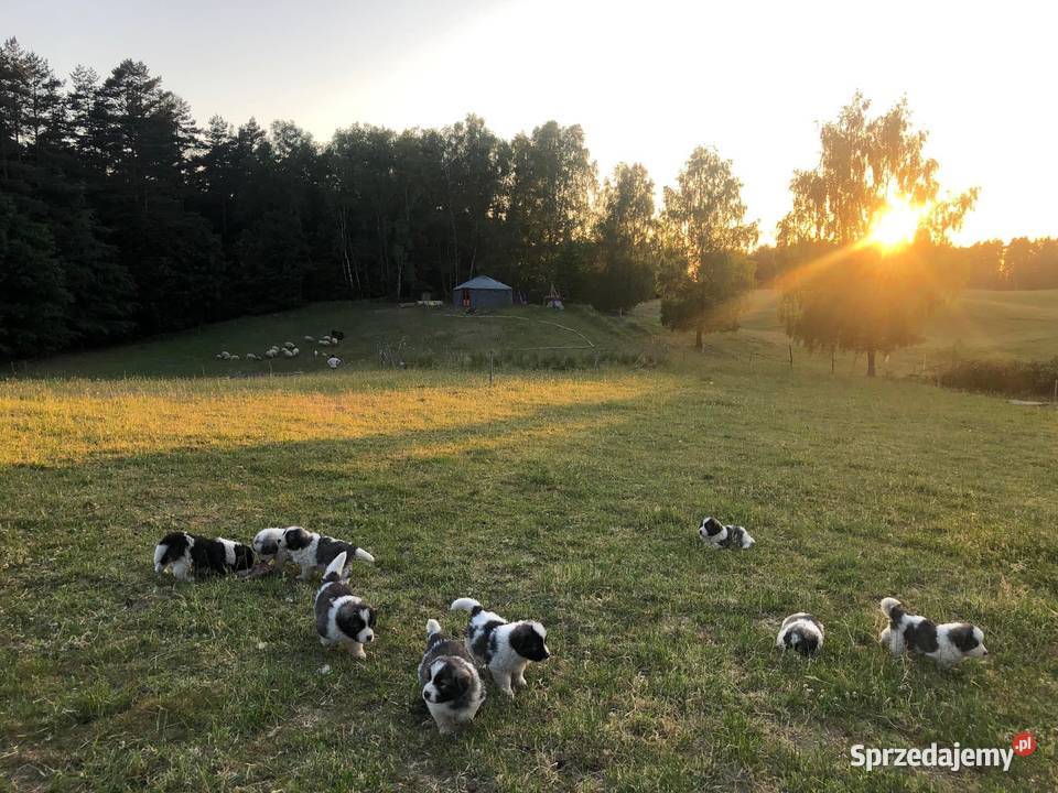 Mastif pirenejski rodzinny molos stróżujący warmińsko-mazurskie Pupki