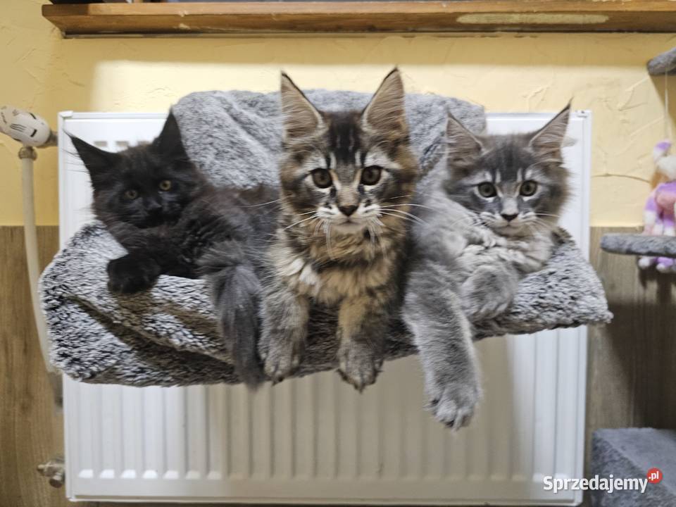 Kocięta Maine Coon z rodowodem FPLFIFe Kościan