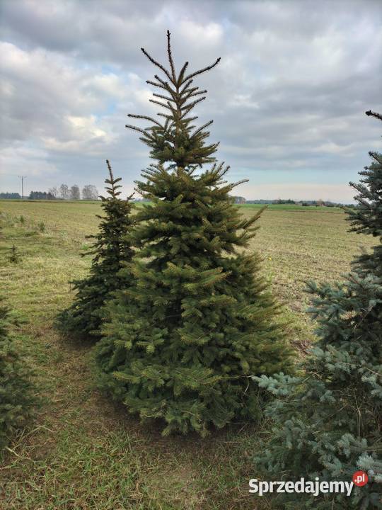 Choinka żywa świerk srebrny i zielony Rawa Mazowiecka