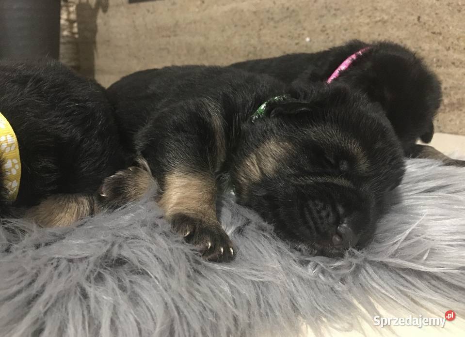 Owczarek niemiecki krótkowłosy szczeniaki Bielany Wrocławskie