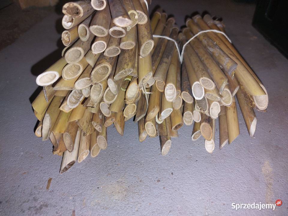 Murarka Rogata kokony i rurki