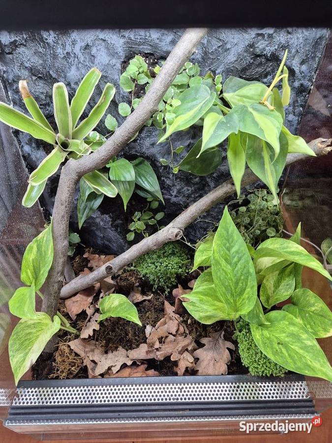 Terrarium Tropikalne 40x40x60