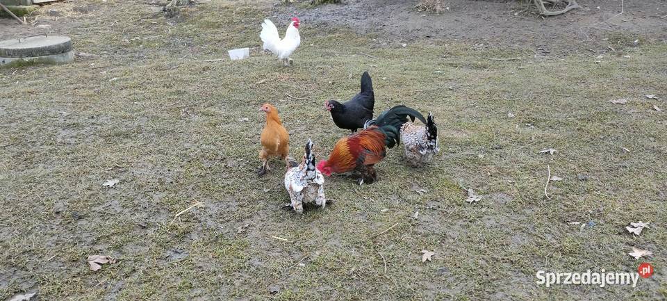 Jajka lęgowe sprzedam Tokarówka